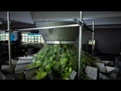 Vedi Perché Scegliere la Confezionatrice per Sacchetti Premade di Semi di Zucca con Chiusura a Zip e Pesatura e Confezionamento